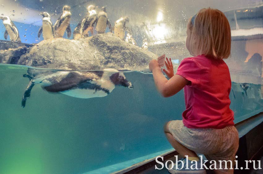 Океанариум на острове Лангкави: Underwater World Langkawi