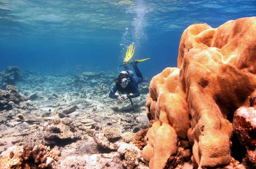 Подводные джунгли Красного моря