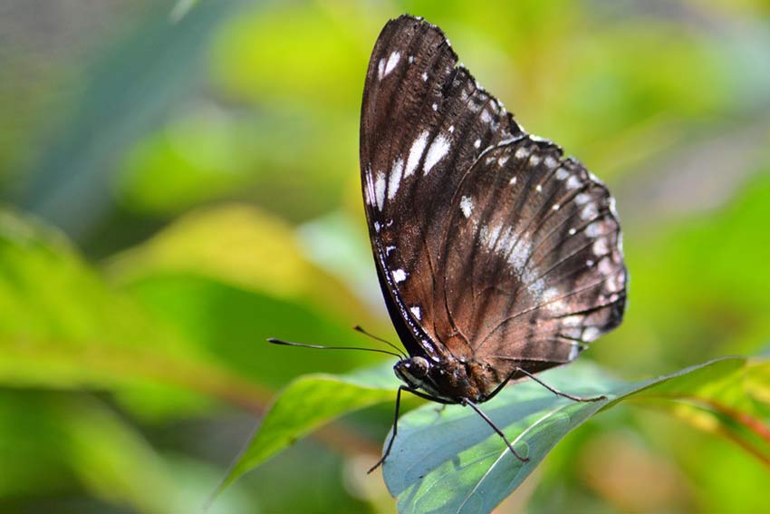 Сад бабочек в Пуэрто Принцессе: макрофотографии в мельчайших подробностях