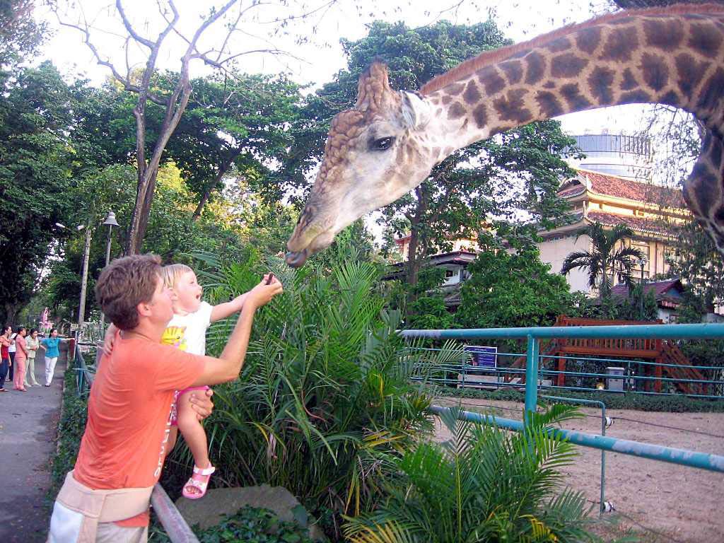Зоопарк Хошимина. Кормление жирафа