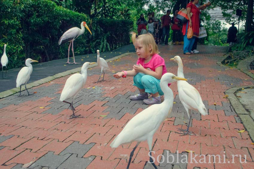 Парк птиц в Куала-Лумпуре, фото