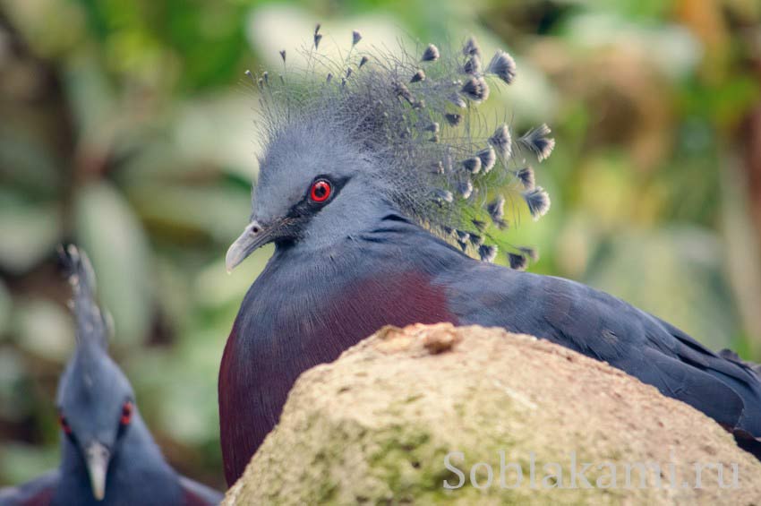 Парк птиц в Куала-Лумпуре, фото, видео