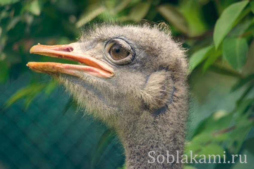 Парк птиц в Куала-Лумпуре, фото, видео