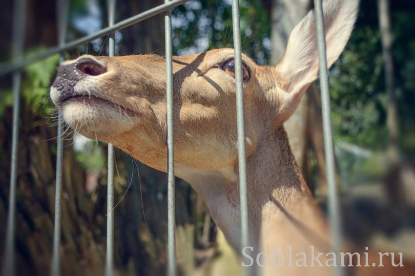 Куала-Лумпур, Парк оленей, как найти