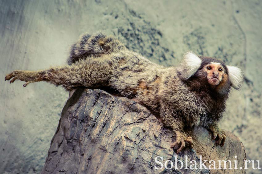 океанариум на острове Лангкави, Underwater World Langkawi