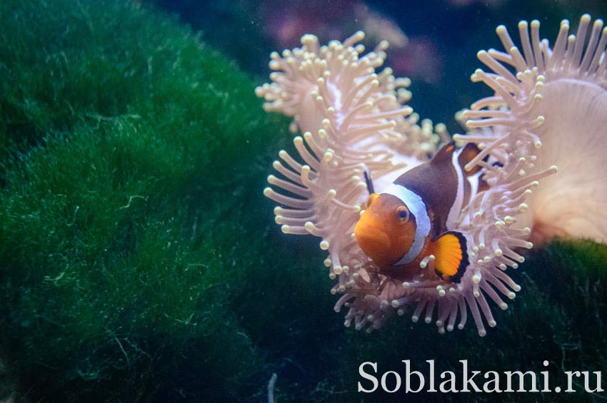 океанариум на острове Лангкави, Underwater World Langkawi