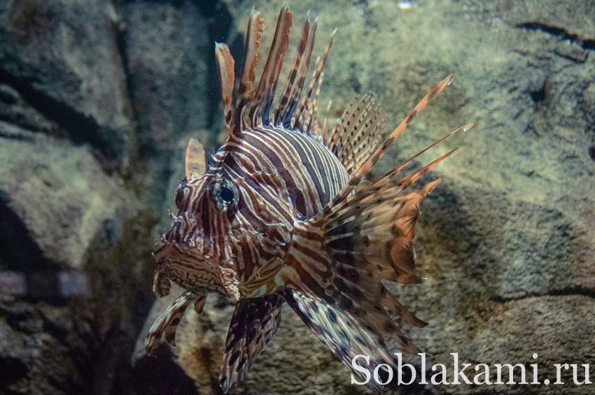 океанариум на острове Лангкави, Underwater World Langkawi