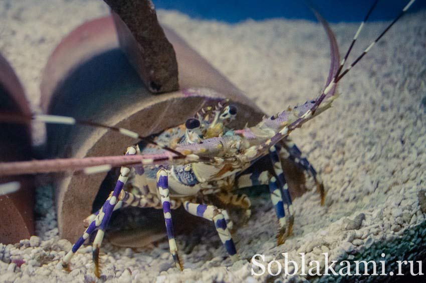 океанариум на острове Лангкави, Underwater World Langkawi