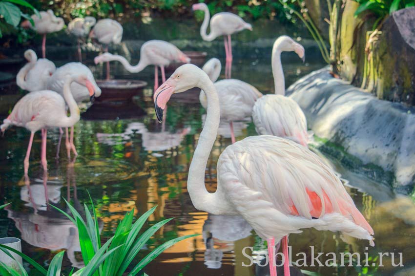 Парк дикой природы на Лангкави (Bird Paradise Wildlife Park Langkawi)