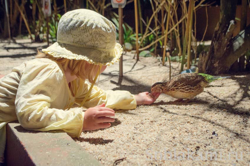 Парк дикой природы на Лангкави (Bird Paradise Wildlife Park Langkawi)