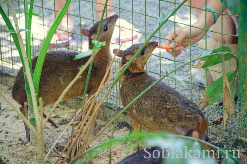 Парк дикой природы на Лангкави (Bird Paradise Wildlife Park Langkawi)