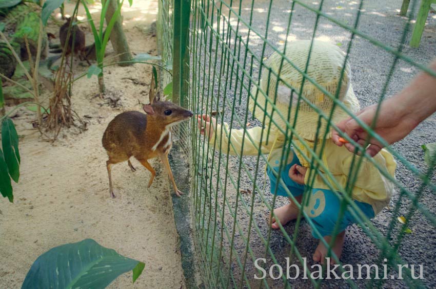 Парк дикой природы на Лангкави (Bird Paradise Wildlife Park Langkawi)