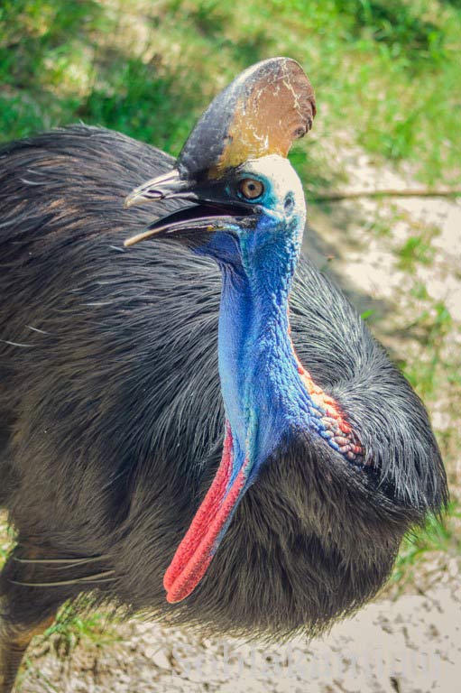 Парк дикой природы на Лангкави (Bird Paradise Wildlife Park Langkawi)