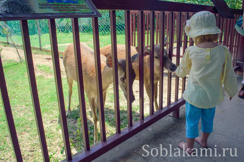 Парк дикой природы на Лангкави (Bird Paradise Wildlife Park Langkawi)