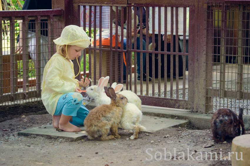 Парк дикой природы на Лангкави (Bird Paradise Wildlife Park Langkawi)