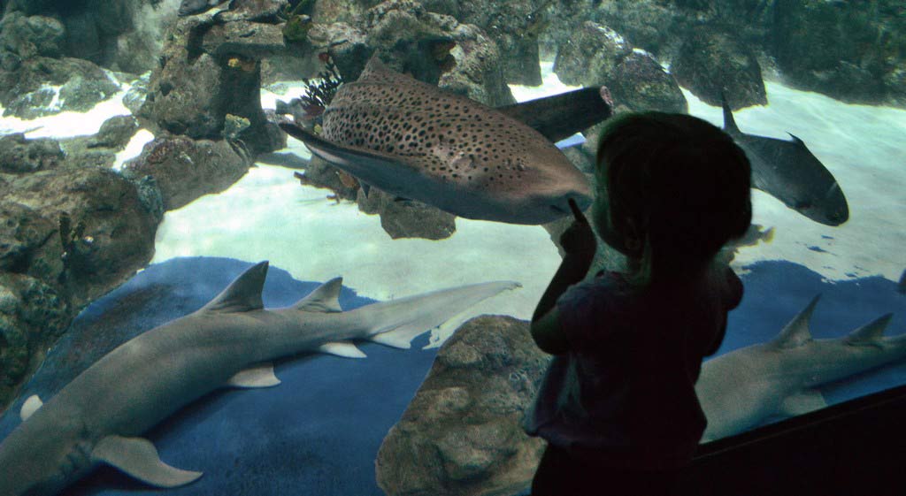 Оушен Парк, Гонконг, Ocean Park, Hongkong