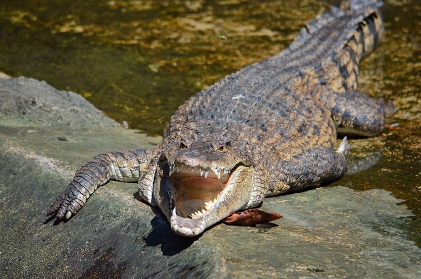 крокодиловая ферма в Ираване, Ираван эко-парк, Пуэрто Принцесса, Палаван, Филиппины