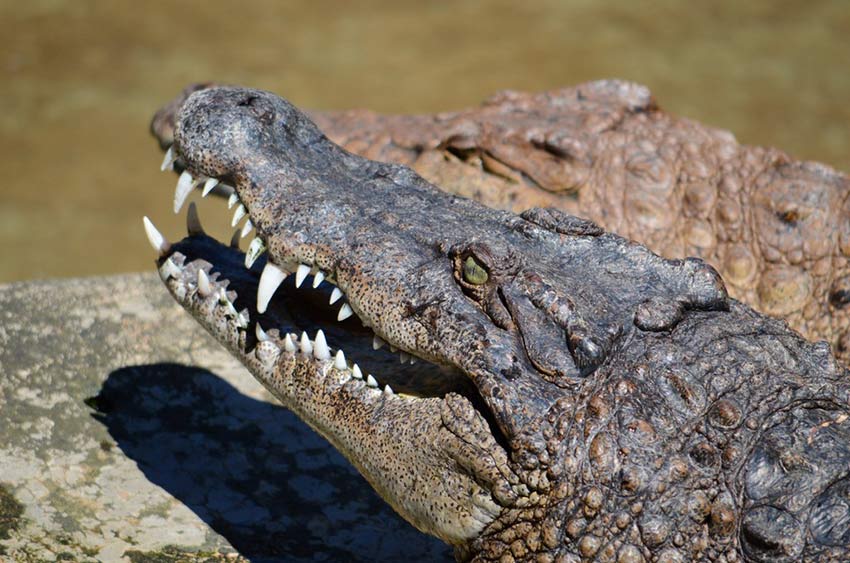 крокодиловая ферма в Ираване, Ираван эко-парк, Пуэрто Принцесса, Палаван, Филиппины