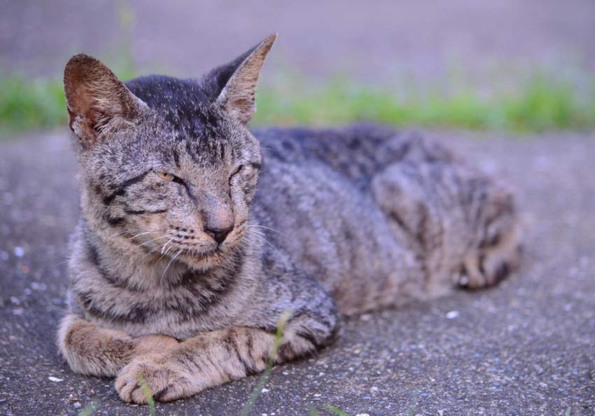 палаванская кошка