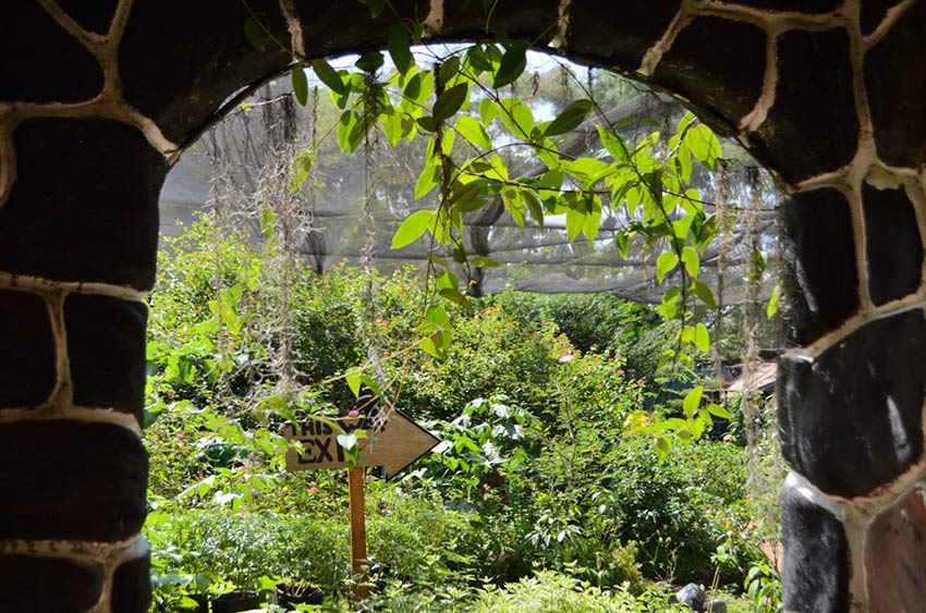 Сад бабочек в Пуэрто Принцессе, остров Палаван, Филиппины, Butterfly Garden in Puerto Princesa Palawan Island Philippines