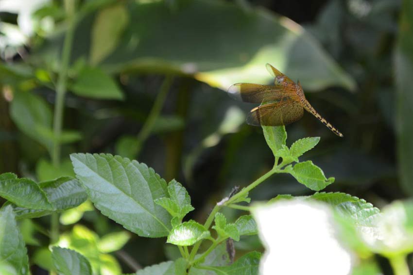 Сад бабочек в Пуэрто Принцессе, остров Палаван, Филиппины, Butterfly Garden in Puerto Princesa Palawan Island Philippines