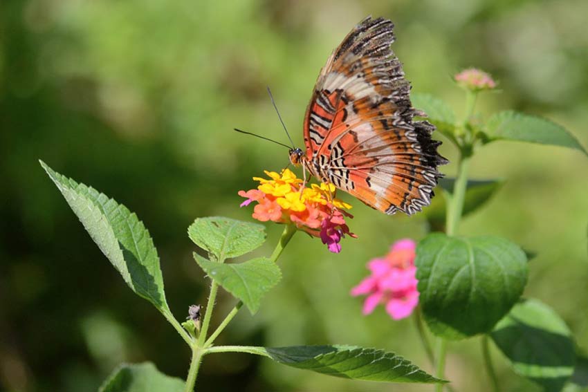 Сад бабочек в Пуэрто Принцессе, остров Палаван, Филиппины, Butterfly Garden in Puerto Princesa Palawan Island Philippines