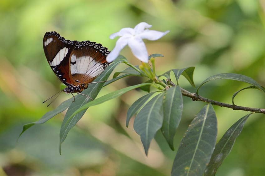 Сад бабочек в Пуэрто Принцессе, остров Палаван, Филиппины, Butterfly Garden in Puerto Princesa Palawan Island Philippines