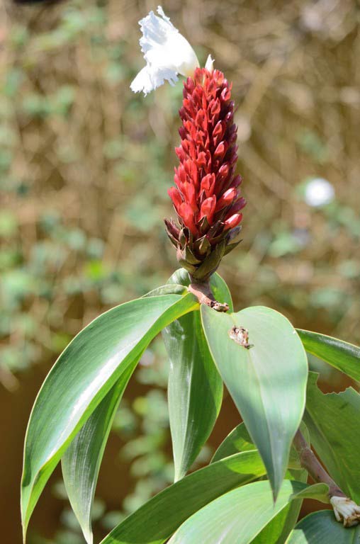 Сад бабочек в Пуэрто Принцессе, остров Палаван, Филиппины, Butterfly Garden in Puerto Princesa Palawan Island Philippines