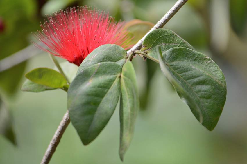 Сад бабочек в Пуэрто Принцессе, остров Палаван, Филиппины, Butterfly Garden in Puerto Princesa Palawan Island Philippines