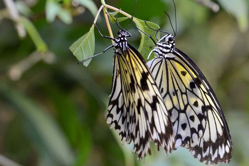 Сад бабочек в Пуэрто Принцессе, остров Палаван, Филиппины, Butterfly Garden in Puerto Princesa Palawan Island Philippines