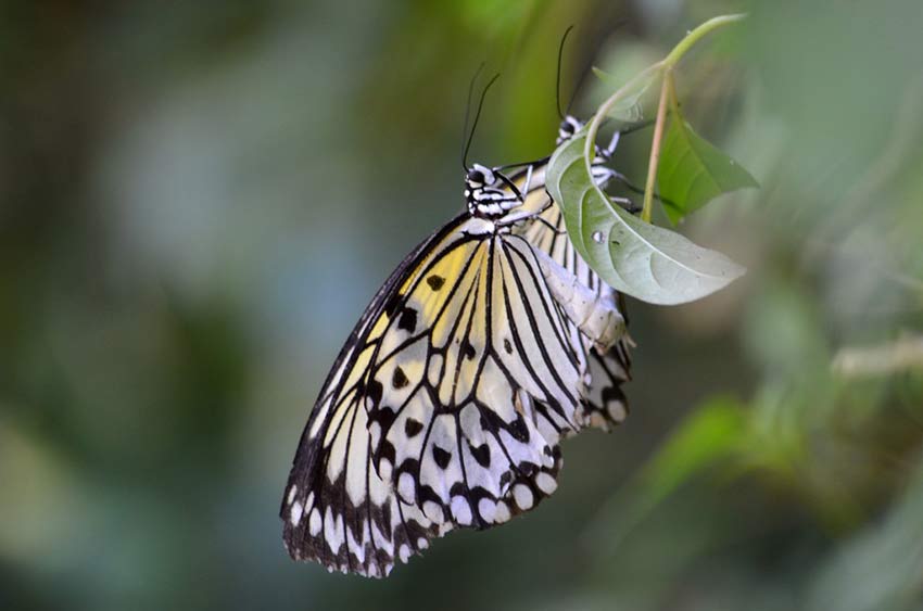 Сад бабочек в Пуэрто Принцессе, остров Палаван, Филиппины, Butterfly Garden in Puerto Princesa Palawan Island Philippines