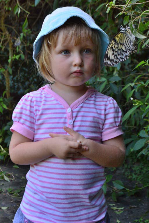 Сад бабочек в Пуэрто Принцессе, остров Палаван, Филиппины, Butterfly Garden in Puerto Princesa Palawan Island Philippines