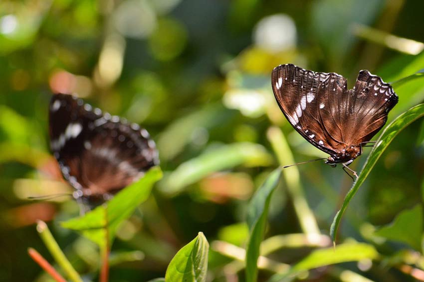 Сад бабочек в Пуэрто Принцессе, остров Палаван, Филиппины, Butterfly Garden in Puerto Princesa Palawan Island Philippines