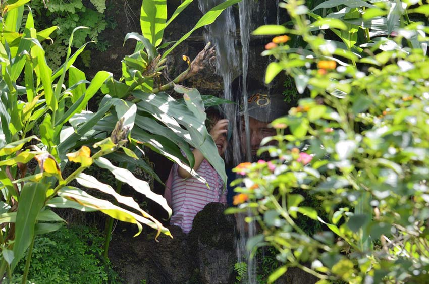 Сад бабочек в Пуэрто Принцессе, остров Палаван, Филиппины, Butterfly Garden in Puerto Princesa Palawan Island Philippines