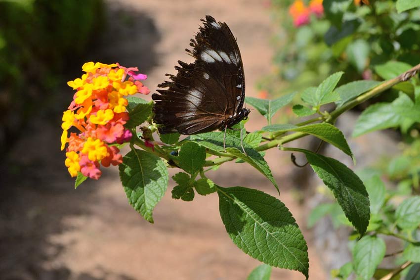 Сад бабочек в Пуэрто Принцессе, остров Палаван, Филиппины, Butterfly Garden in Puerto Princesa Palawan Island Philippines