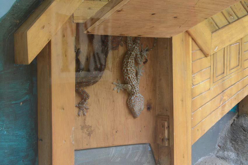 Сад бабочек в Пуэрто Принцессе, остров Палаван, Филиппины, Butterfly Garden in Puerto Princesa Palawan Island Philippines