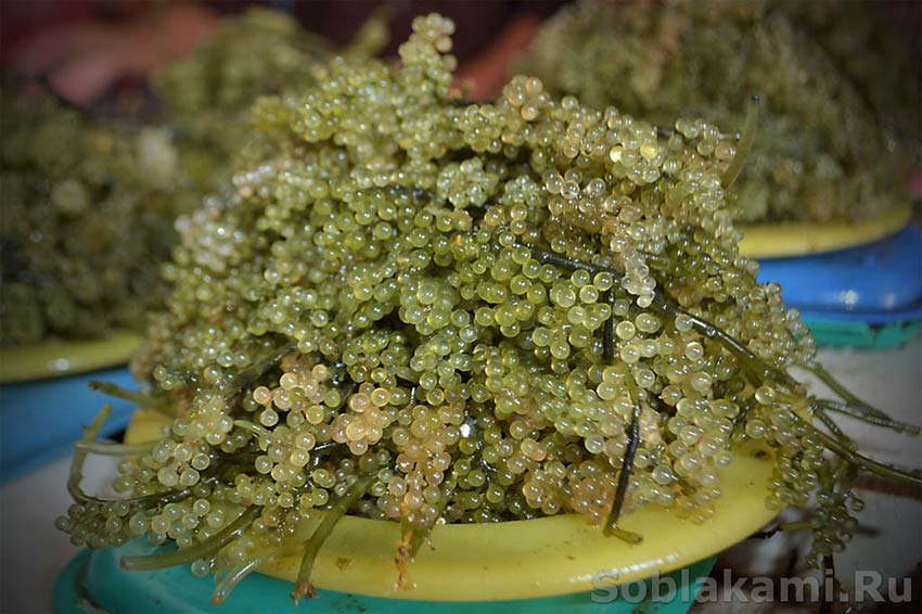 съедобные морские водоросли