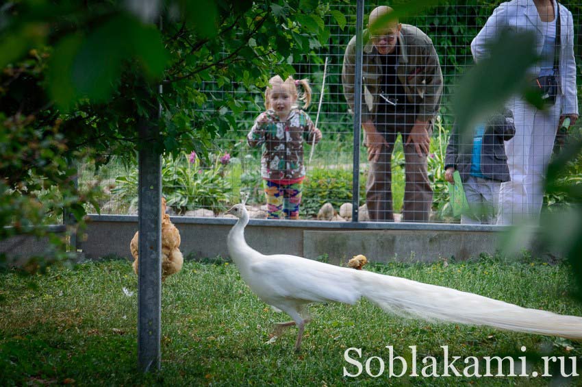 Парк птиц "Воробьи" в Калужской области