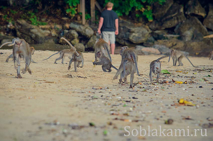 пляж Ао Нанга, обезьяны