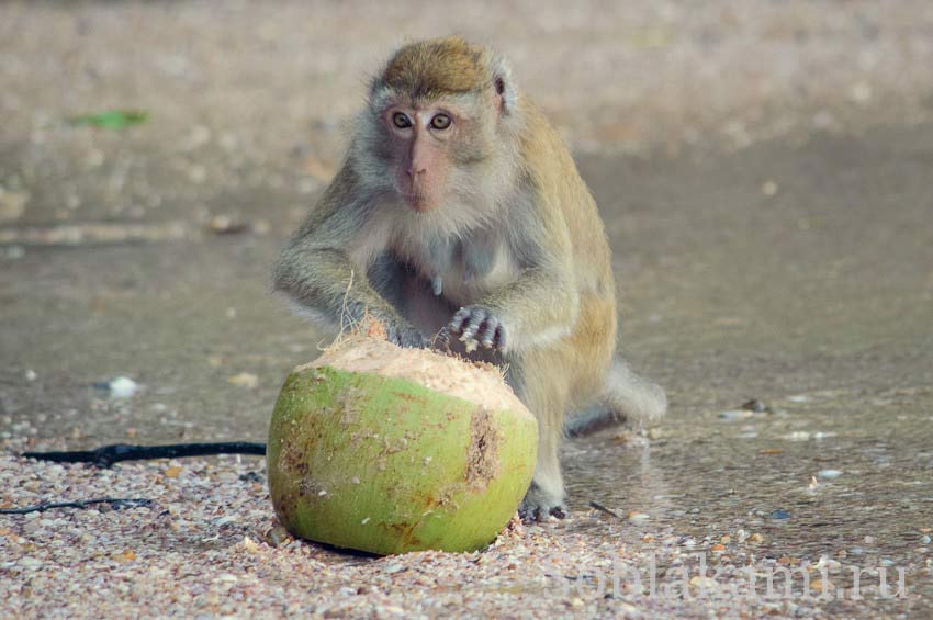пляж Ао Нанга, обезьяны