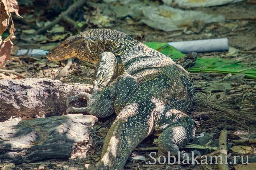 Hong and Paradise islands, Krabi, острова Хонг и Парадайз в Краби