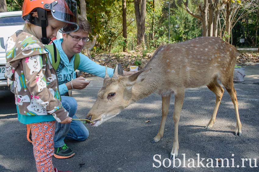 Chiang Mai Night safari, Ночное сафари в Чиангмае, фото