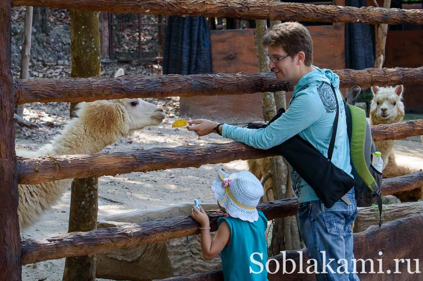 Chiang Mai Night safari, Ночное сафари в Чиангмае, фото