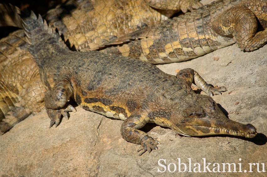 Chiang Mai Night safari, Ночное сафари в Чиангмае, фото