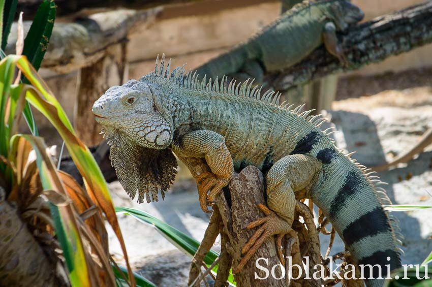 Chiang Mai Night safari, Ночное сафари в Чиангмае, фото