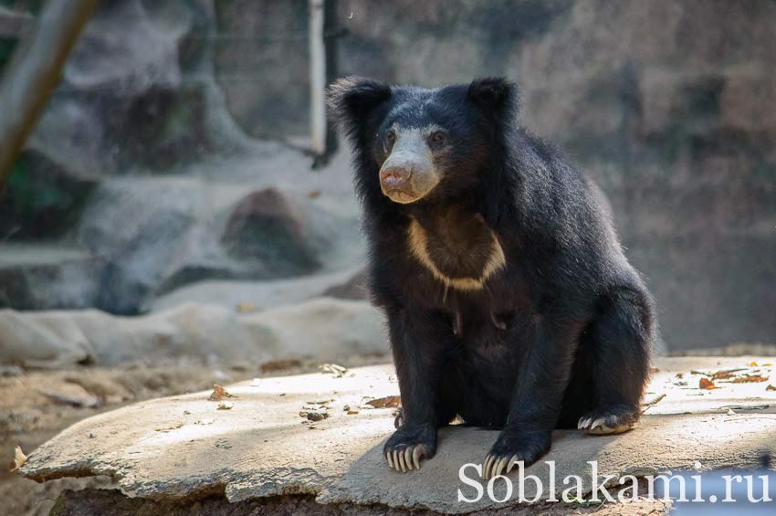 Chiang Mai Night safari, Ночное сафари в Чиангмае, фото