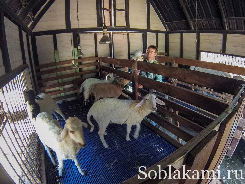 Chiang Mai Night safari, Ночное сафари в Чиангмае, фото