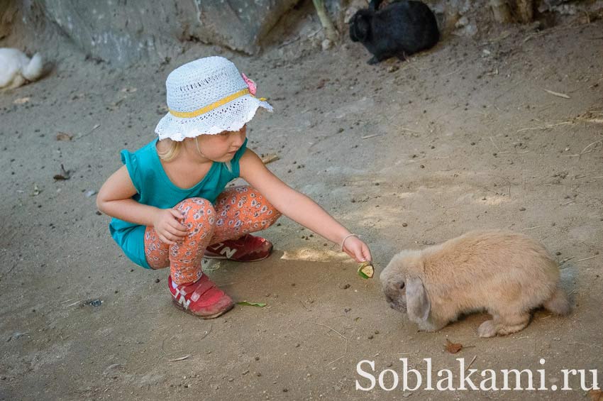 Chiang Mai Night safari, Ночное сафари в Чиангмае, фото