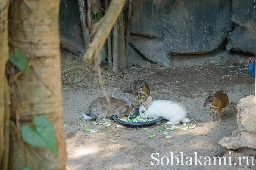 Chiang Mai Night safari, Ночное сафари в Чиангмае, фото