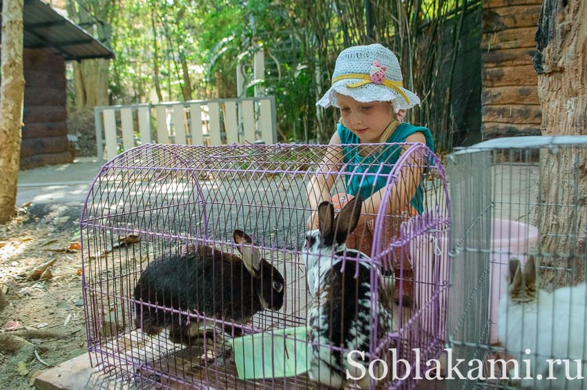 Chiang Mai Night safari, Ночное сафари в Чиангмае, фото